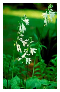 HOSTA x 'Royal Standard'